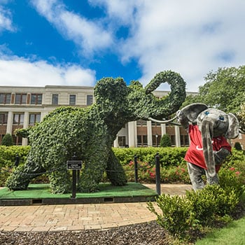 Big Al stands with the elephant topiary in front of Rose Administration Building